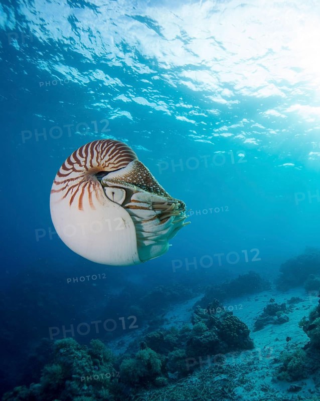 Nautilus (Nautilus belauensis)
