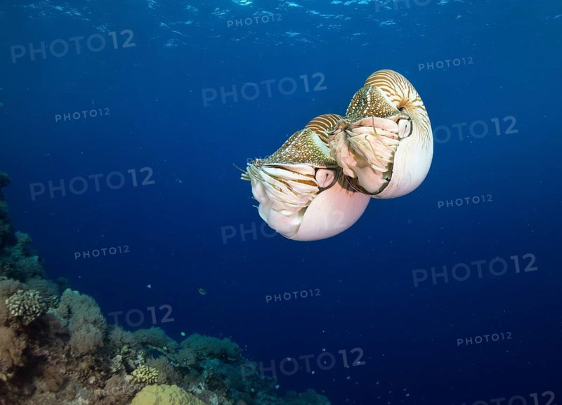 Palau Nautiluses (Nautilus belauensis)