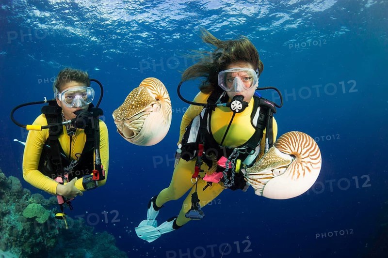 Scuba divers watching Palau Nautiluses (Nautilus belauensis)