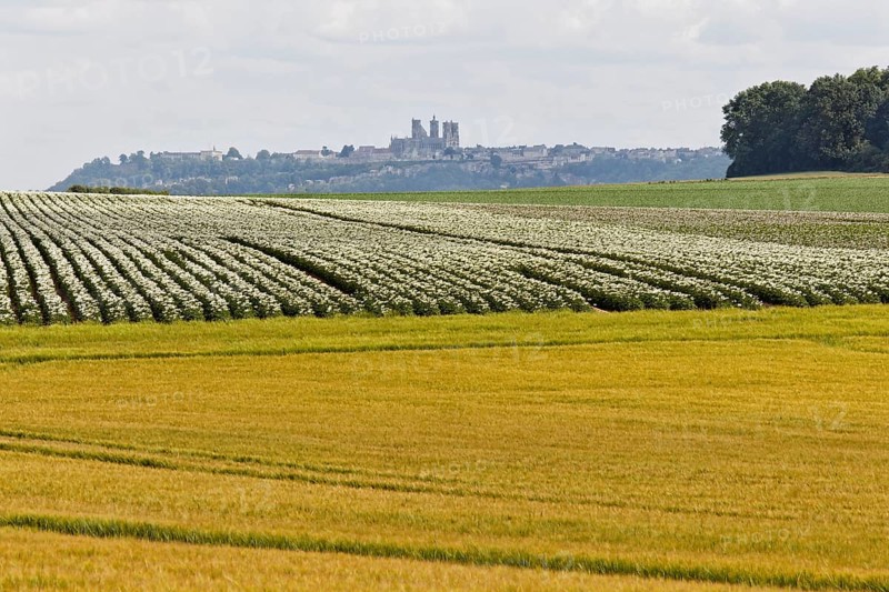 Laon Cathedral