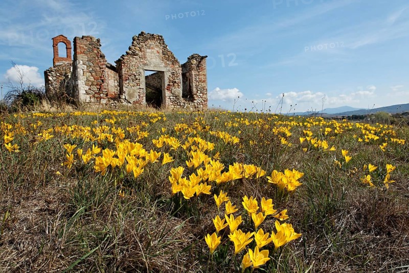 Autumn Daffodil
