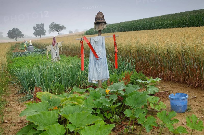 A vegetable field with scarecrows on Dinkelberg mountain