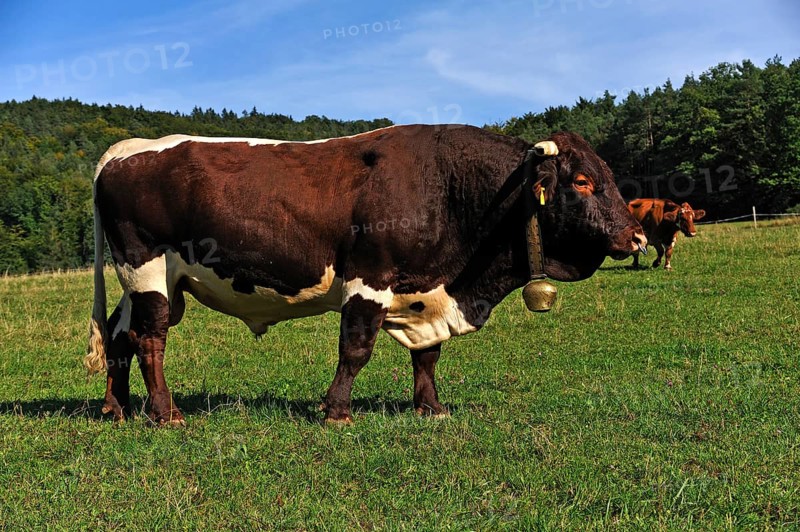 Bull in a pasture