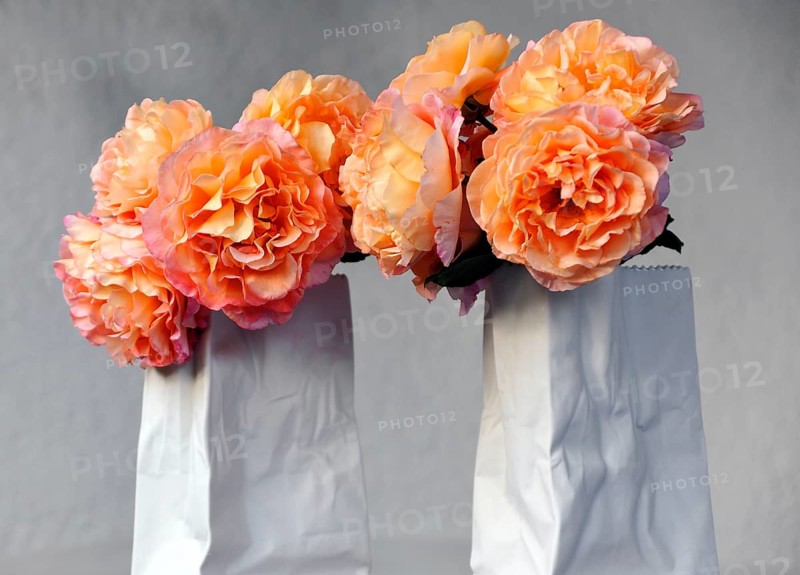 Roses in a modern white porcelain vase