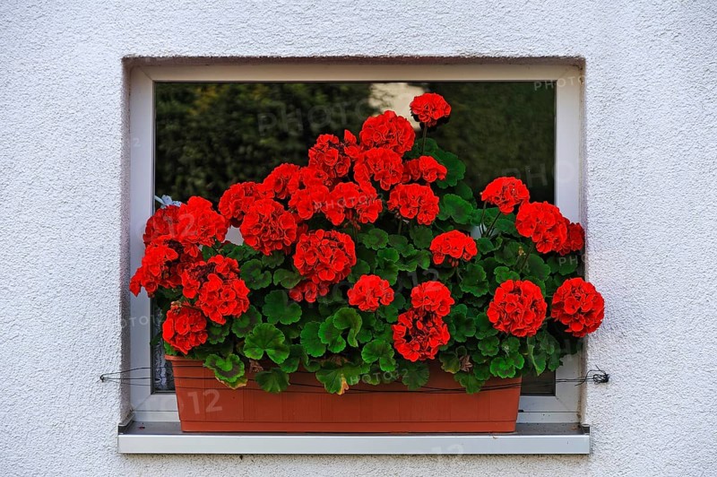 Blooming geraniums (Pelargonium graveolens) in a flower box in front of a small window