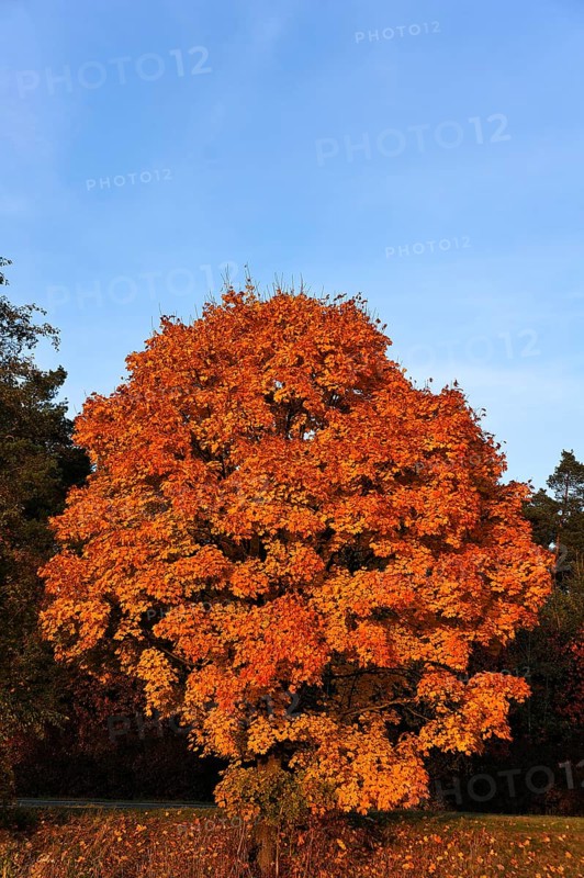 Norway maple (Acer platanoides) in golden yellow autumn colors