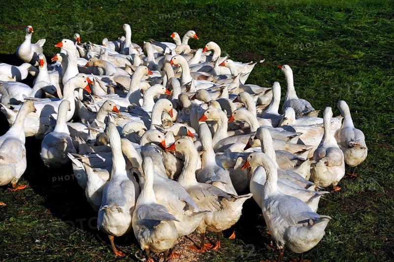 Geese