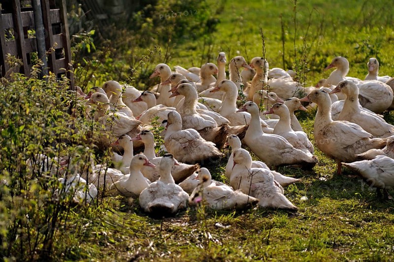 Free-range mulard ducks in a meadow