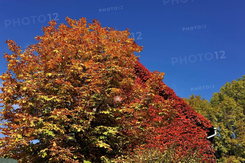 Horse Chestnut (Aesculus hippocastanum)