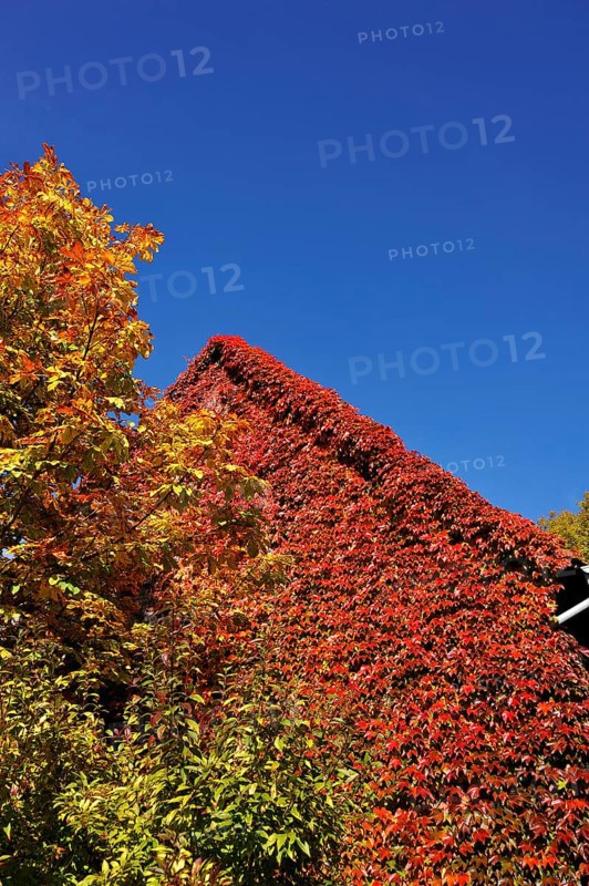 Horse Chestnut (Aesculus hippocastanum)