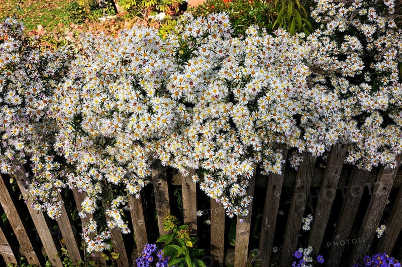 White Wood Asters (Aster divaricatus) growing over a fence