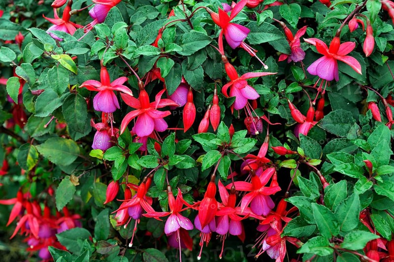 Blossoms of a Fuchsia (Fuchsia regia)