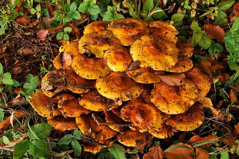 Clump of Pholiota Mushrooms (Pholiota jahnii) on a tree stump