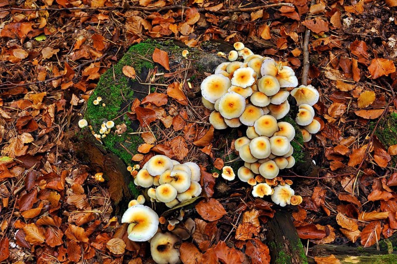 Clump of Sulphur Tuft or Clustered Woodlover (Hypholoma fasciculare) on a tree stump