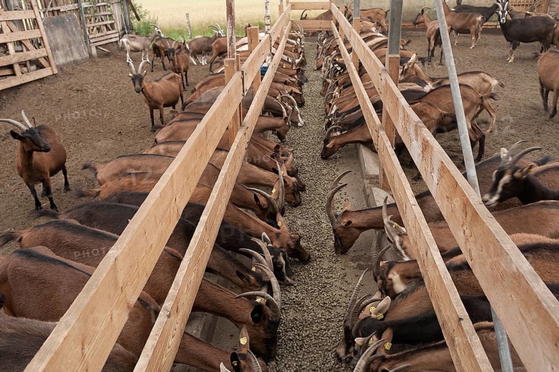 Goats feeding in a barn