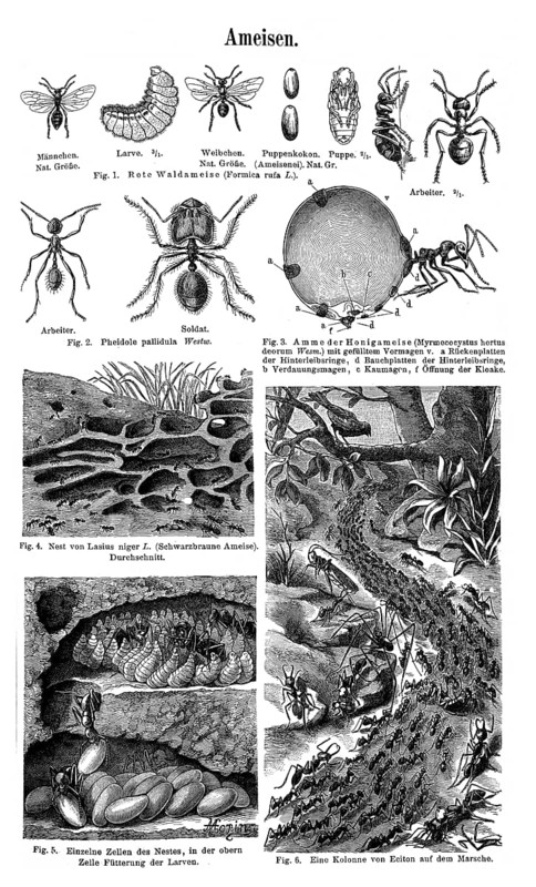 Wall chart