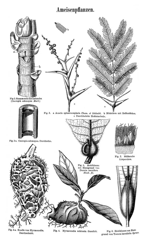 Wall chart
