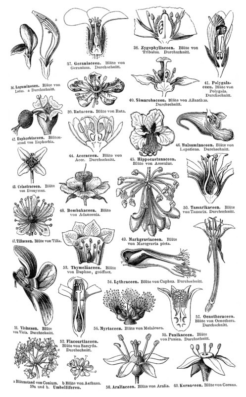 Display chart of Plant Systematics III