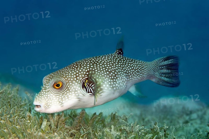 White-spotted Puffer (Arothron hispidus) on seagrass