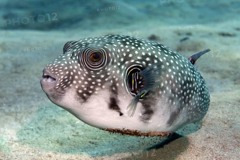 White-spotted Puffer (Arothron hispidus) on the sandy sea bottom
