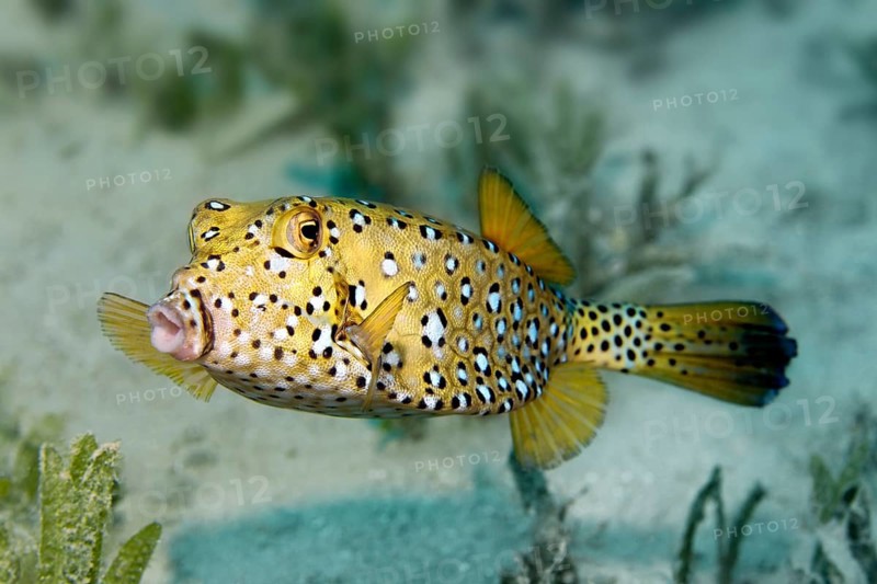 Yellow Boxfish or Cube Trunkfish (Ostracion cubicus) on seagrass