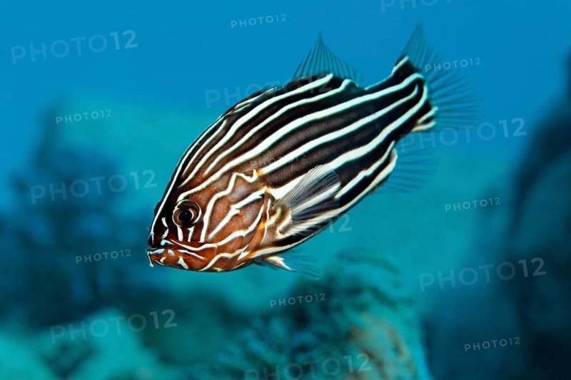 Six-lined Soapfish or Solden-striped Grouper