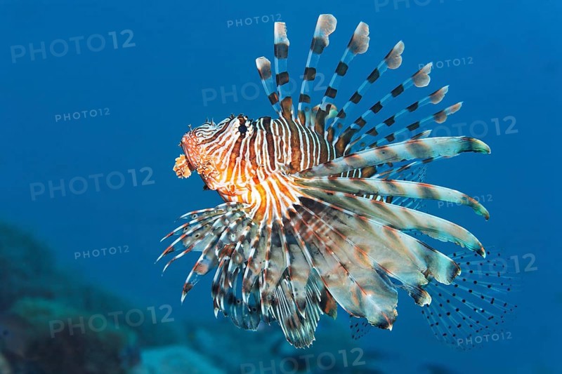 Red Lionfish (Pterois volitans)