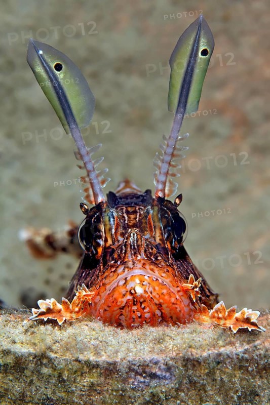 Red Lionfish (Pterois volitans) looking out of an amphora
