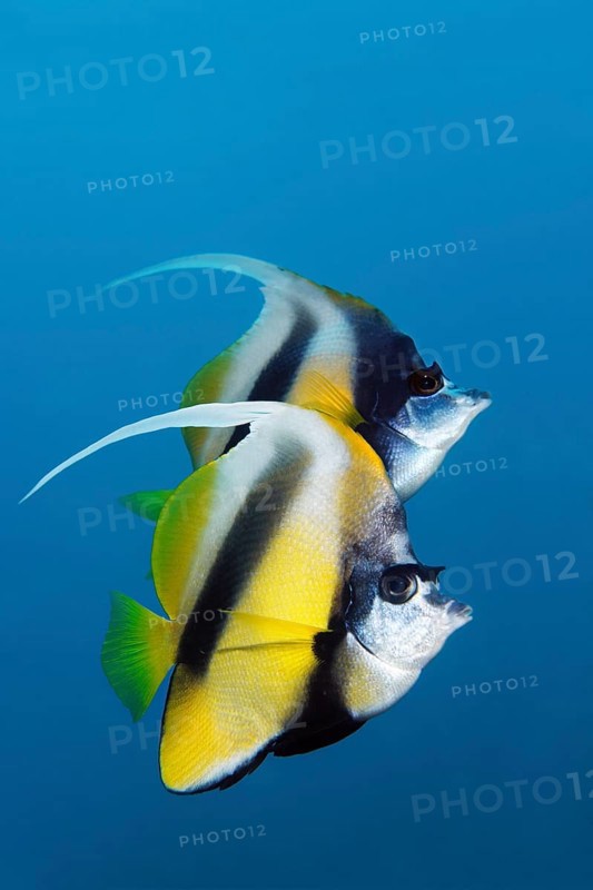 Two Red Sea Bannerfish (Heniochus intermedius)