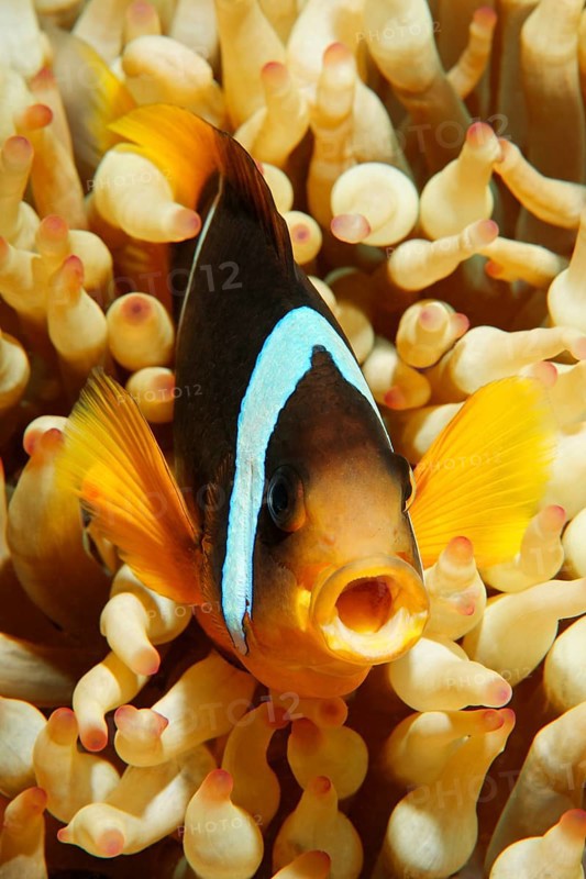 Two-banded Anemonefish or Red Sea Clownfish (Amphiprion bicinctus) with an open mouth in front of an Anemone