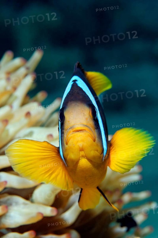 Two-banded Anemonefish or Red Sea Clownfish (Amphiprion bicinctus) in front of an Anemone