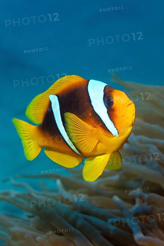 Two-banded Anemonefish or Red Sea Clownfish (Amphiprion bicinctus) in front of an Anemone
