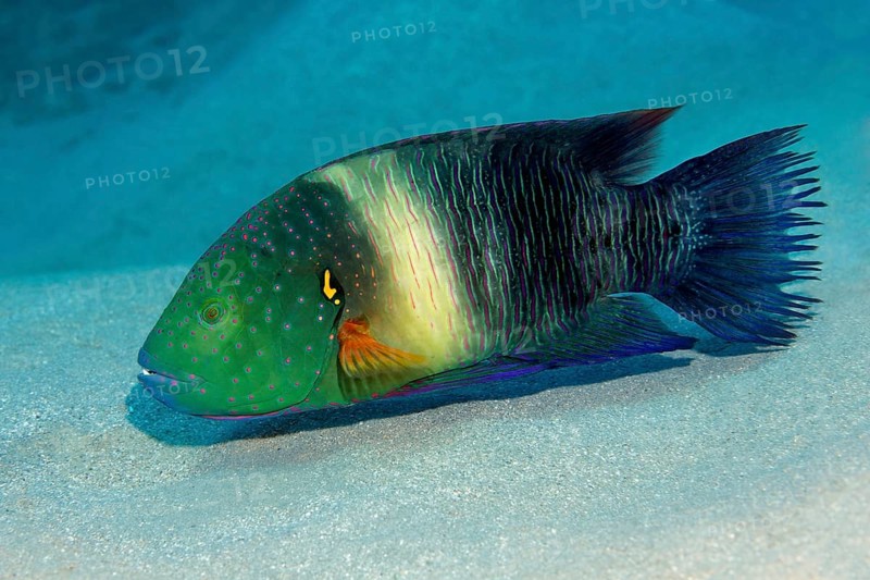 Broomtail Wrasse (Cheilinus lunulatus)