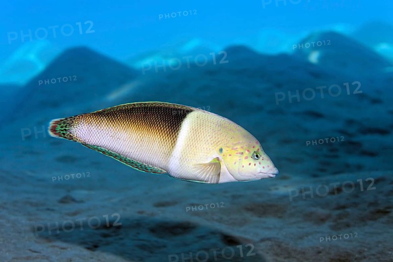 Clown coris (Coris aygula)