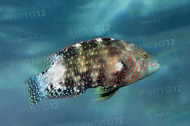 Abudjubbe's splendor wrasse (Cheilinus abudjubbe) Makadi Bay