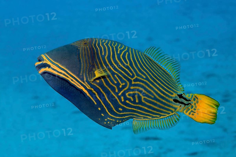 Orange-lined triggerfish (Balistapus undulatus)