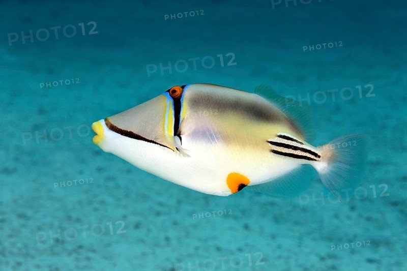 Picasso triggerfish (Rhinecanthus assasi)