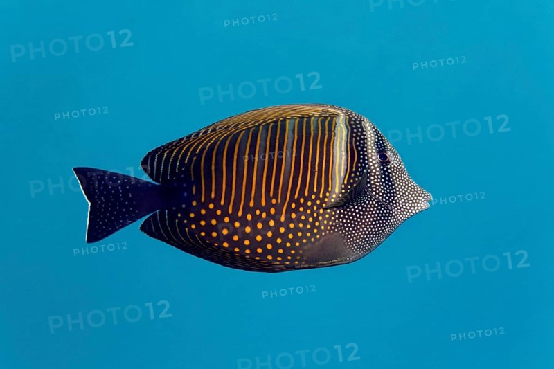 Red Sea sailfin tang (Zebrasoma desjardinii)