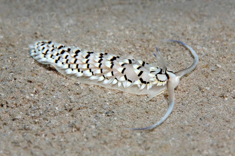 Cerberilla sea slug (Cerberilla annulata)