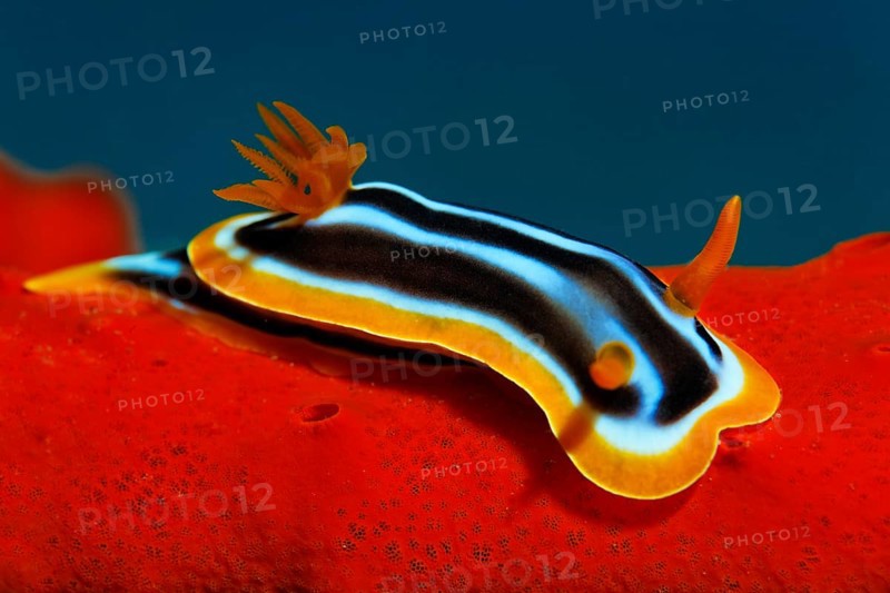 Chromodoris quadricolor sea slug (Chromodoris quadricolor) on fire sponge
