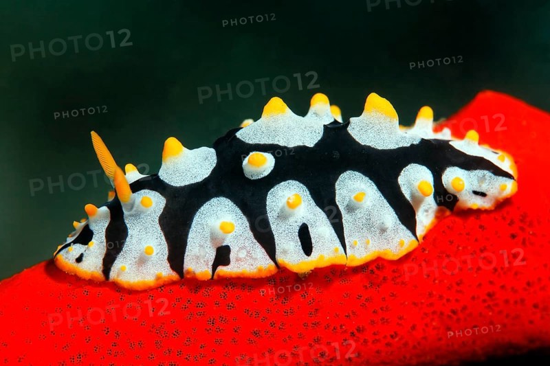Phyllidia rueppellii snail (Phyllidia rueppellii)
