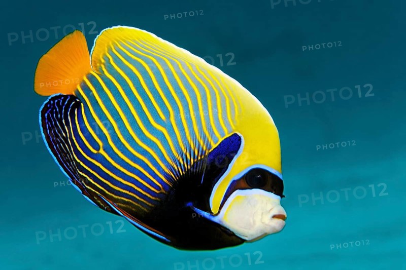 Emperor Angelfish (Pomacanthus imperator)