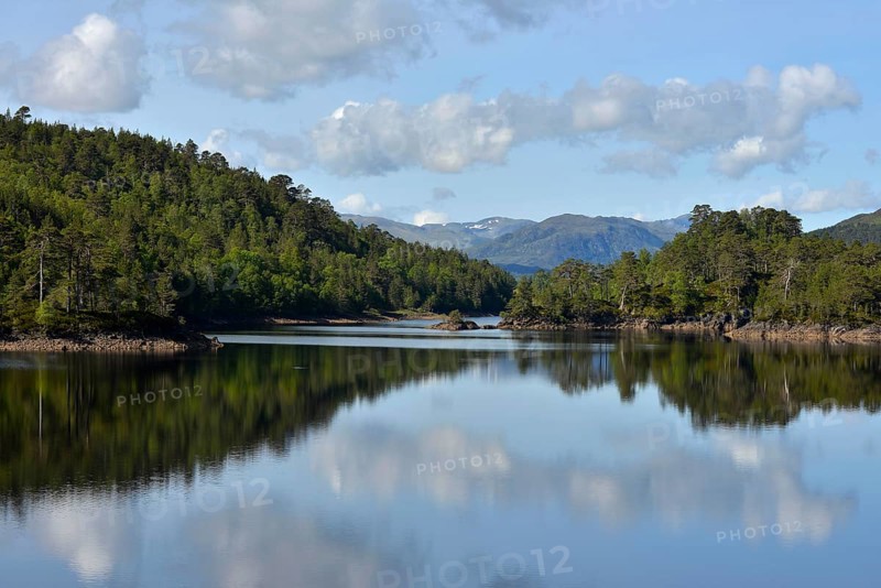 Caledonian pines (Pinus sp.)