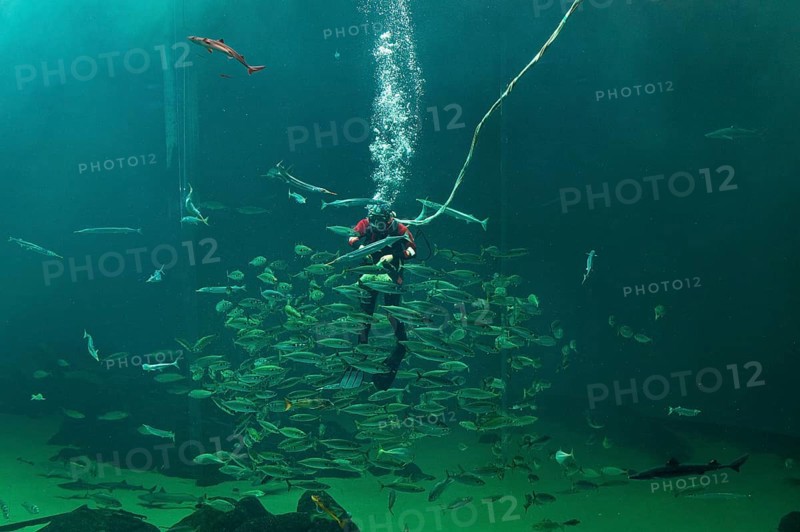 Diver and school of fish during feeding