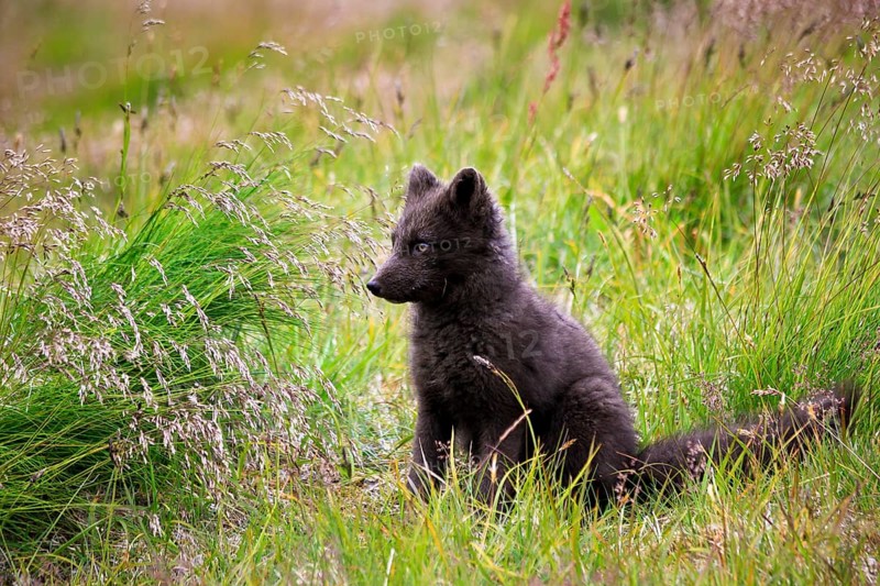 Arctic Fox (Vulpes lagopus)