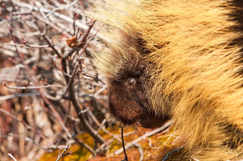 Porcupine