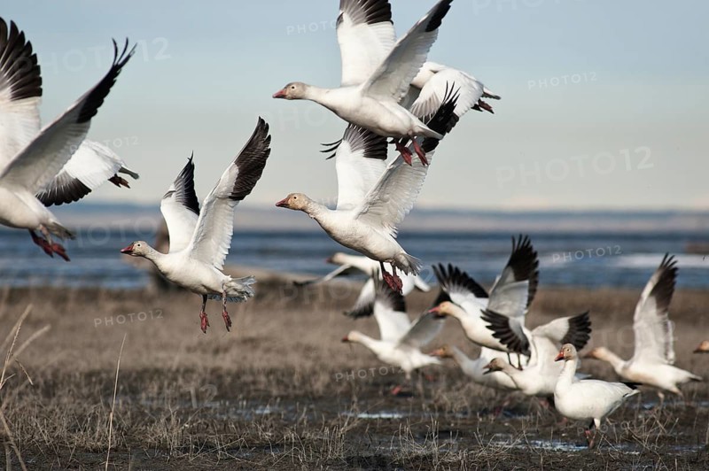 Snow geese (Chen caerulescens) take flight along Turnagain Arm