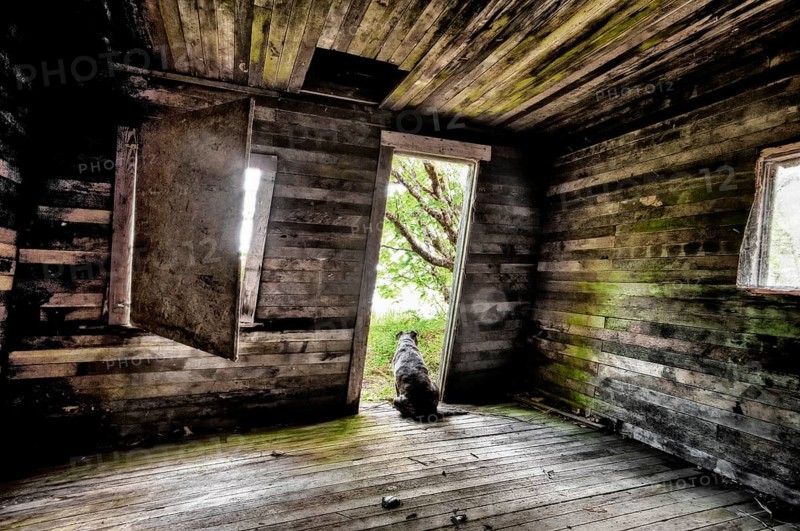 Dog sitting in the door of an old cabin