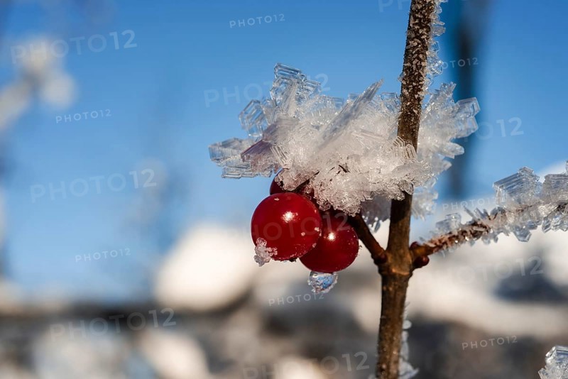 High bush cranberries (Viburnum trilobum) and ice crystals during cold spell at Lynx Creek