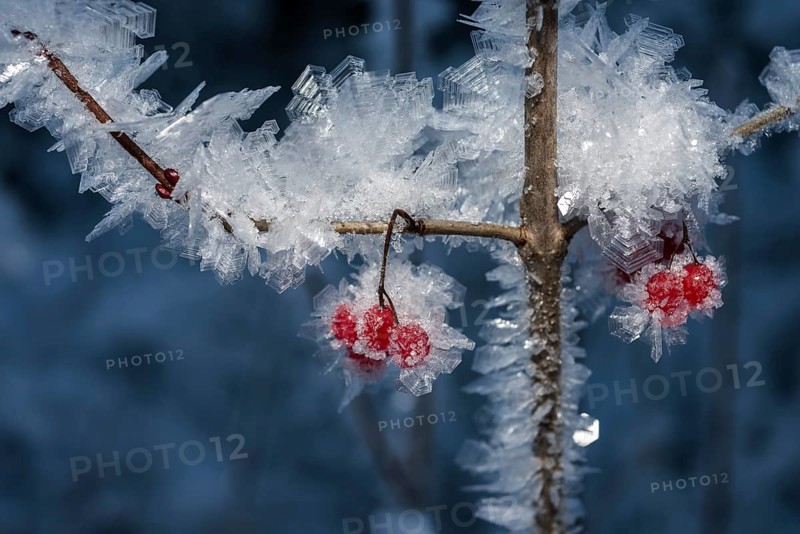 High bush cranberries (Viburnum trilobum) and ice crystals during cold spell at Lynx Creek
